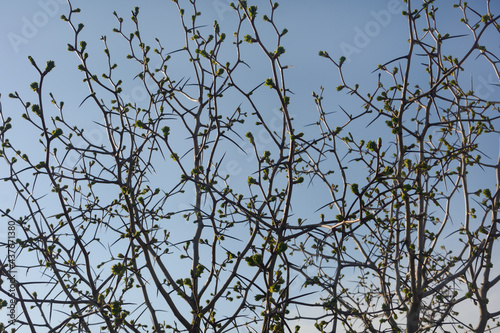 Thorny hawthorn branches with small new leaves in spring. Blue sky background
