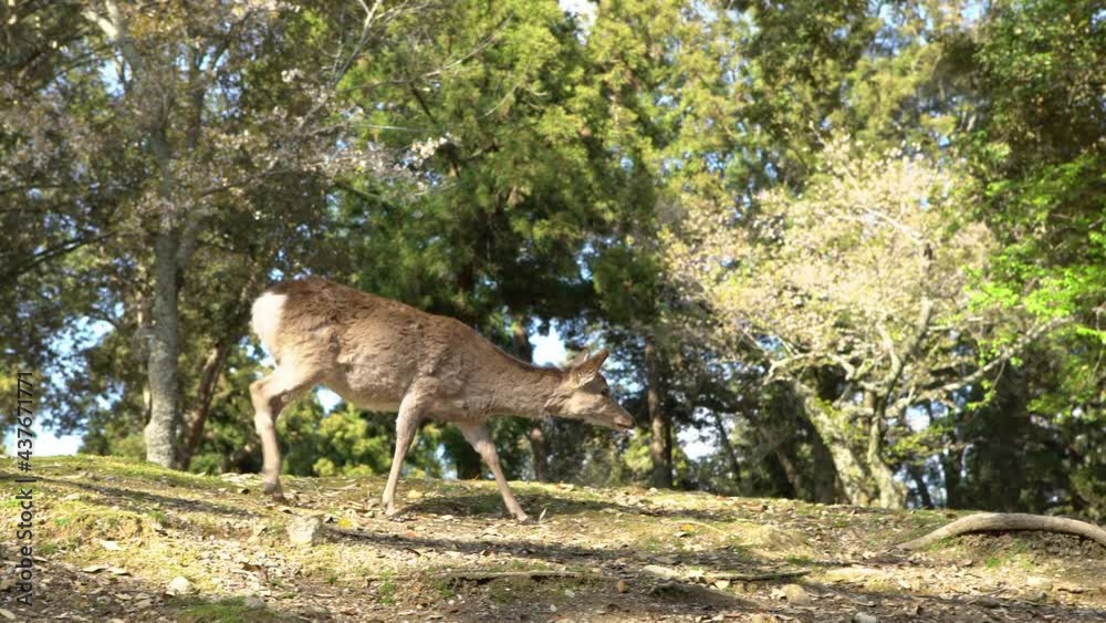 Sika deer live freely in a Japanese Nara Park. A young wild Cervus nippon during spring season. Tourist attraction of Japan. Natural parks of the world.-Dan Sika deer live freely in a Japanese Nara Park. A young wild Cervus nippon during spring season. Tourist attraction of Japan. Natural parks of the world.-Dan