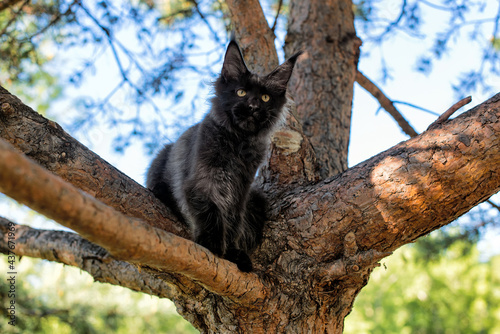 A big black maine coon kitten sitting on a tree in a forest in summer.