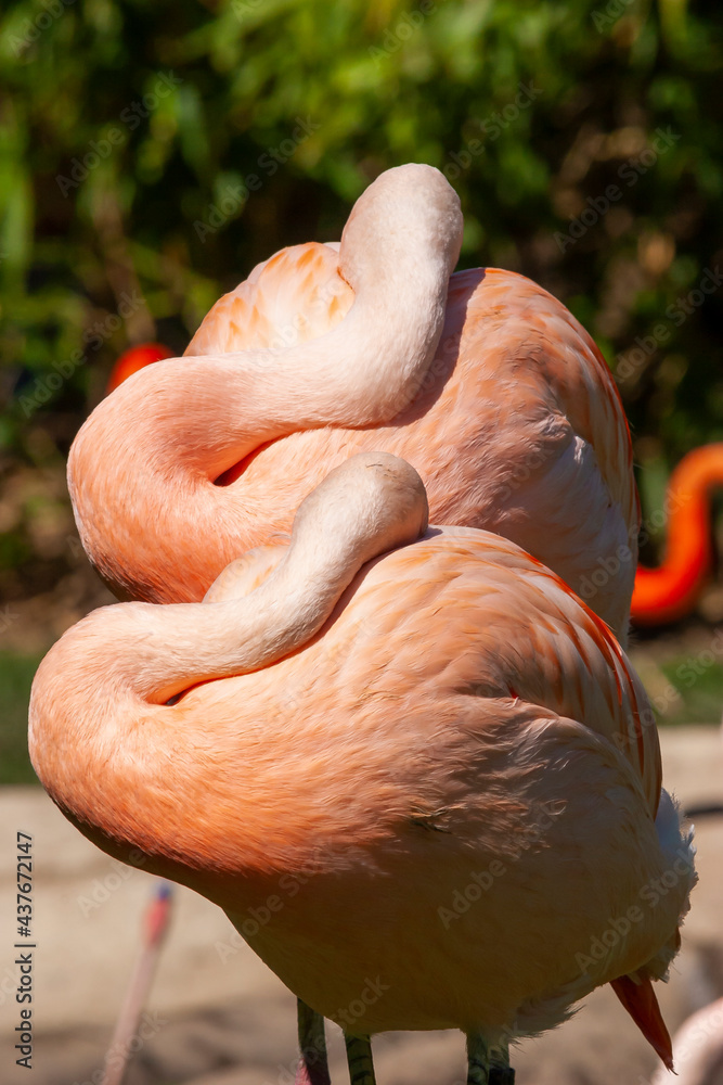 Fototapeta premium Flamingos