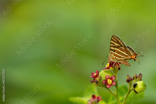 Butterfly on the wild flower on the greeny background