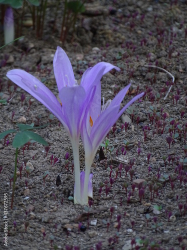 DOS FLORES DE COLOR MORADO Y TALLO BLANCO. LAS FLORES SALEN DE LA TIERRA. IMAGEN SENCILLA. QUITAMERIENTAS (COLCHICUM MONTANUM) photo