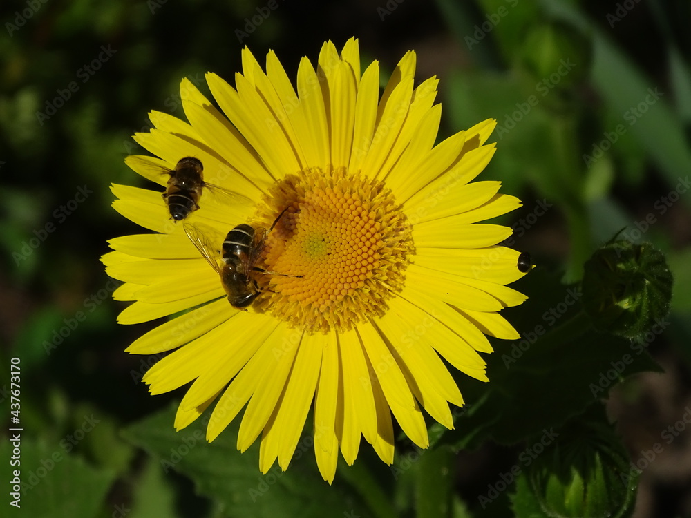 bright yellow flower with two bees collecting nectar close-up