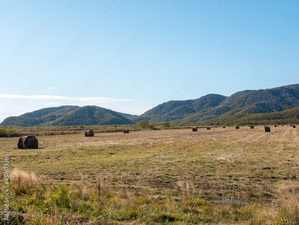 View of harvested haystacks against a backdrop of blue sky and autumn hills. Haystacks lie in even rows on the mown grass in the field. Kamchatka Peninsula, Russia.