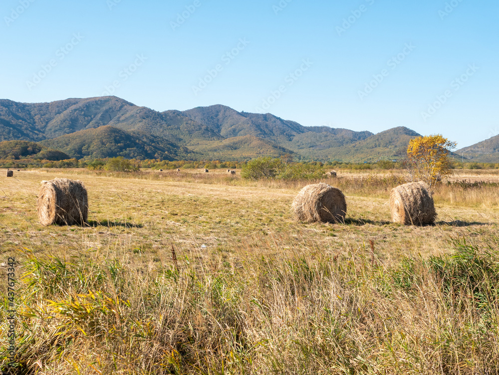 View of harvested haystacks against a backdrop of blue sky and autumn hills. Haystacks lie in even rows on the mown grass in the field. Kamchatka Peninsula, Russia.