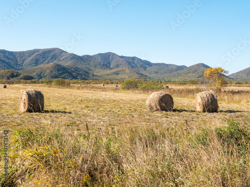 View of harvested haystacks against a backdrop of blue sky and autumn hills. Haystacks lie in even rows on the mown grass in the field. Kamchatka Peninsula, Russia. © lexosn