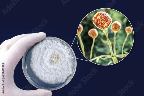 Colony of Mucor fungi grown on Petri dish. Also known as black fungus, or bread mold. photo