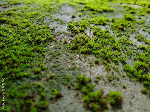 Green moss growing on the wall  selective focus  green background