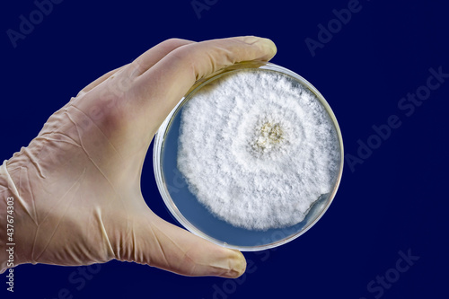 Colony of Mucor fungi grown on Petri dish. Also known as black fungus, or bread mold. photo
