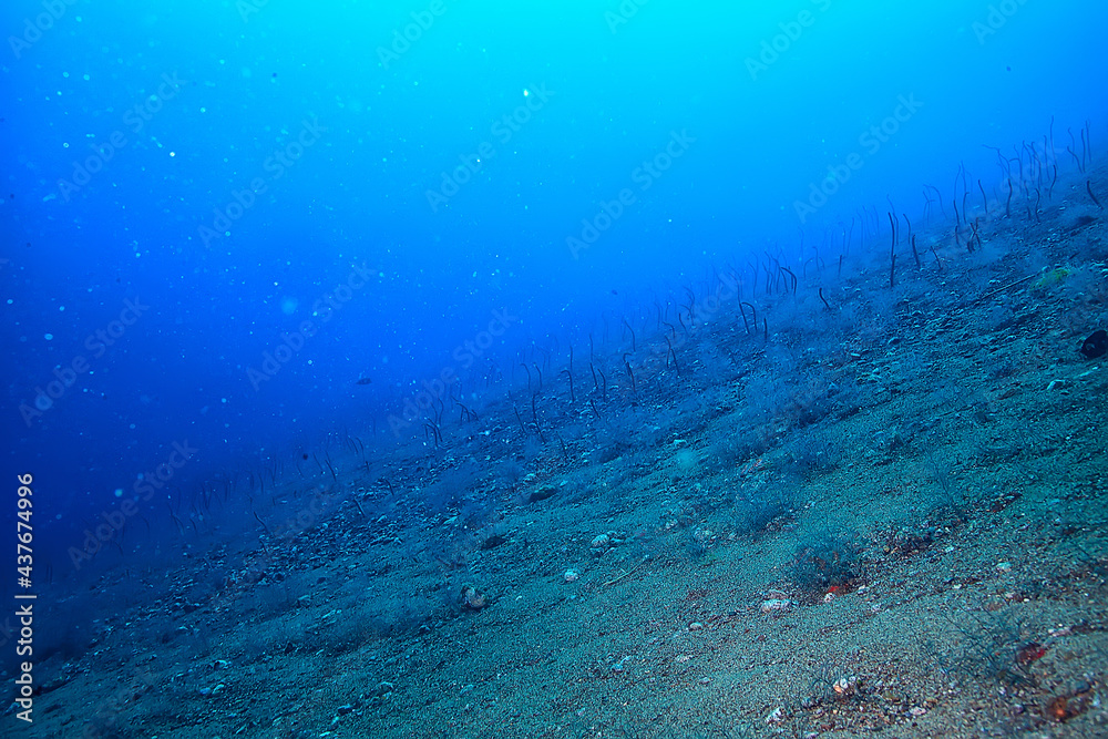 sea eels underwater / garden eels, sea snakes, wild animals in the ocean