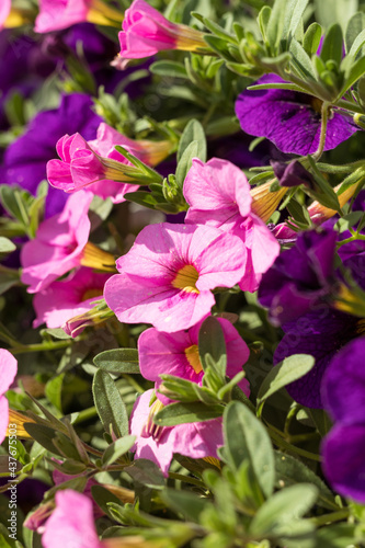 Pink and purple petunia growing in a flowerpot in a nursery  a greenhouse