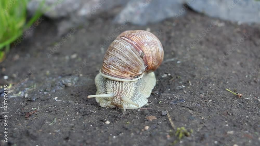 Front view of a snail crawling on the ground. A snail in a brown shell crawls on the ground Front view of a snail crawling on the ground. A snail in a brown shell crawls on the ground
