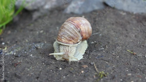 Front view of a snail crawling on the ground. A snail in a brown shell crawls on the ground
