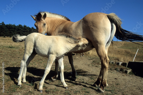 Closeup shot of a mare suckling her foal in a field in Auvergne-Rhone-Alpes, France