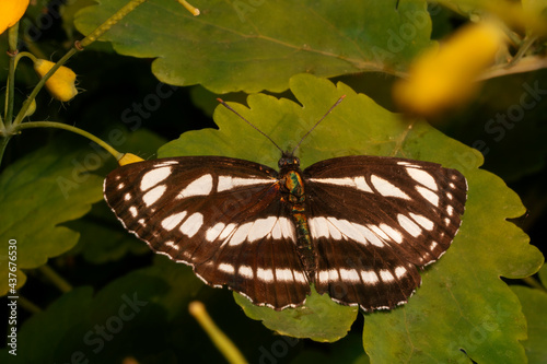 Neptis sappho, the Pallas' sailer or common glider, Beautiful butterfly on a green leaf. Place for text.