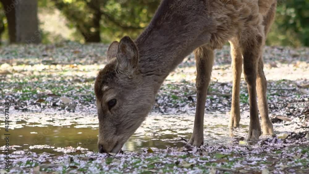 Deer is drinking water on puddle with pink cherry blossom of forest in Japanese Nara Park. Sika cervus nippon at spring season with sakura tree in bloom. Tourist attraction of Japan.-Dan Deer is drinking water on puddle with pink cherry blossom of forest in Japanese Nara Park. Sika cervus nippon at spring season with sakura tree in bloom. Tourist attraction of Japan.-Dan