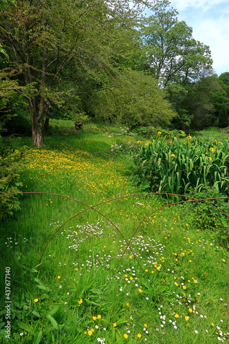 Fototapeta Naklejka Na Ścianę i Meble -  Green and Yellow in a woodland landscape scene