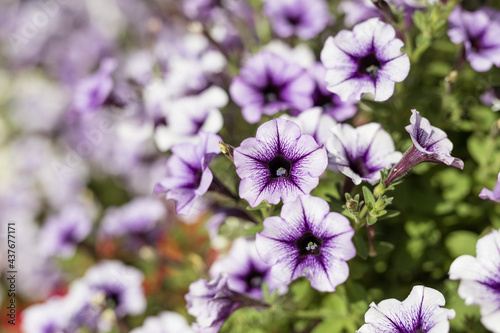 Violet petunia growing in a flowerpot in a nursery, a greenhouse