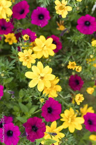 Pink petunia growing in a flowerpot in a nursery, a greenhouse