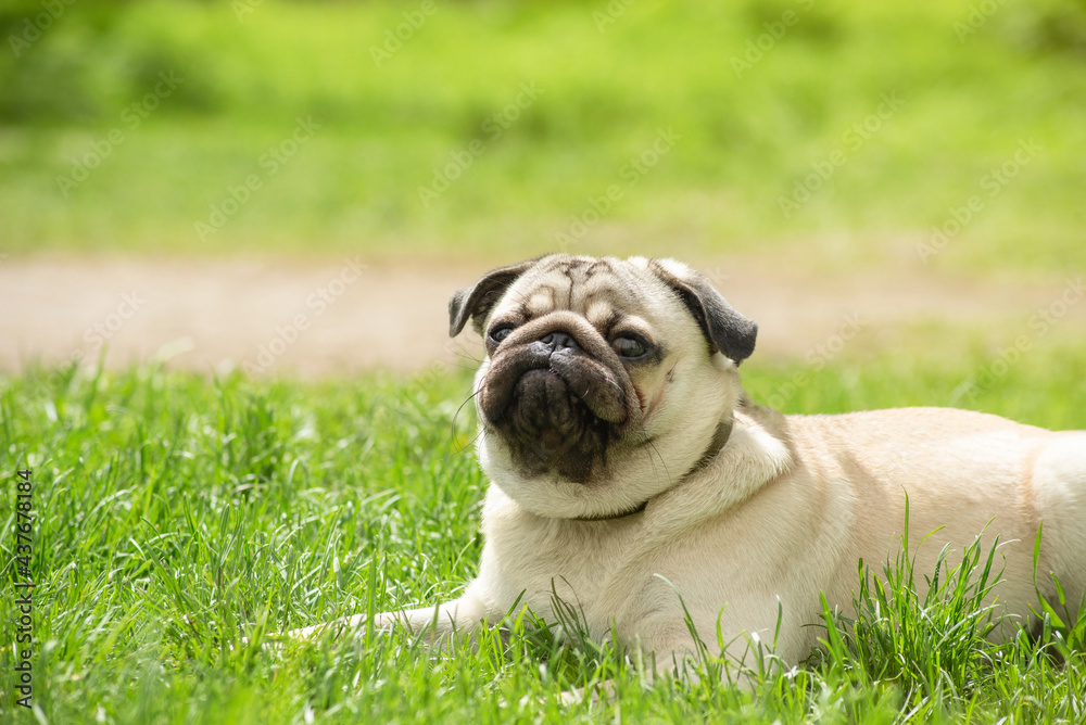 a young pug lies on the green grass while walking with a funny face