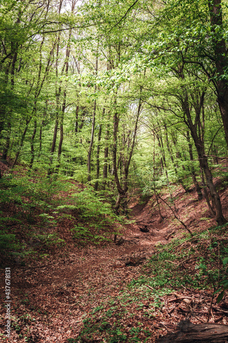 path in the forest