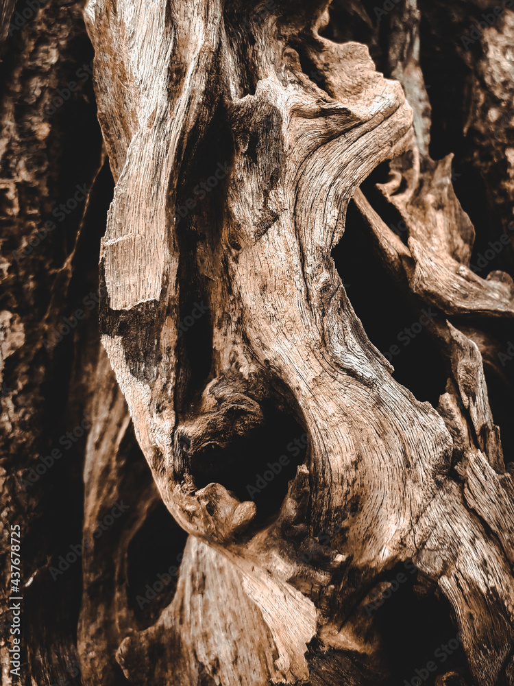 Fototapeta premium bark texture