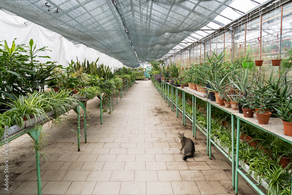 Glasshouse interior with rows of house plants in pots. Fresh green indoor potted houseplants growing in farming greenhouse before sale in store. Home gardening, botany hobby and flower caring concept Glasshouse interior with rows of house plants in pots. Fresh green indoor potted houseplants growing in farming greenhouse before sale in store. Home gardening, botany hobby and flower caring concept