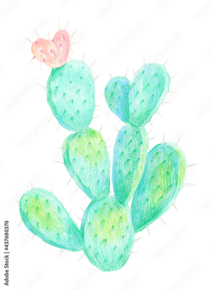 Green cactus Green cactus