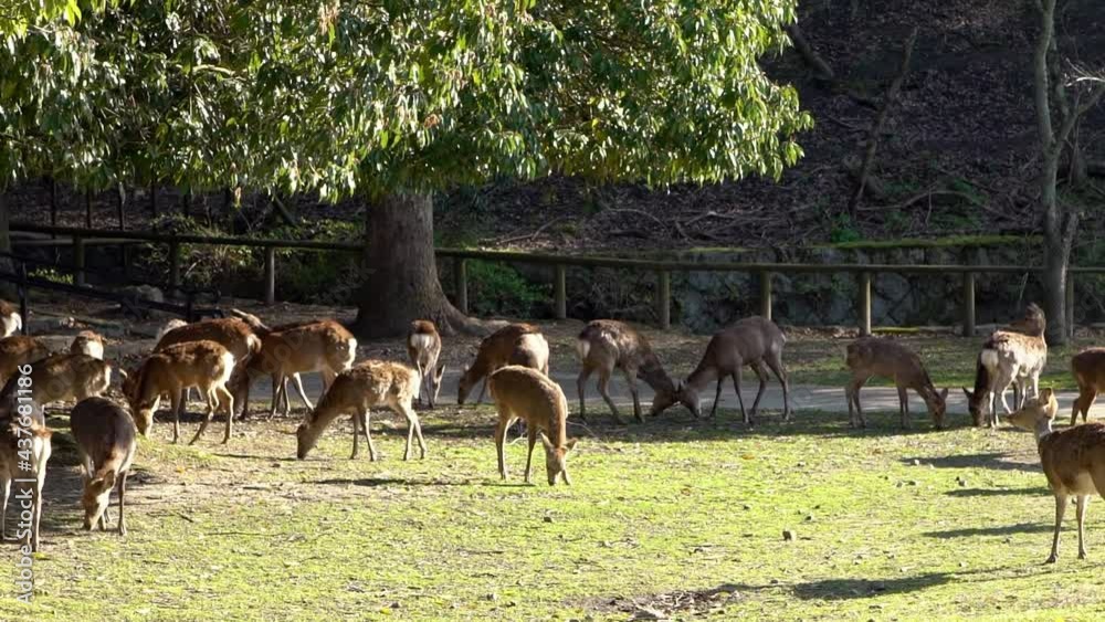 Slowmotion of herd Sika deer on the background, live freely in a Japanese Nara Park. Young wild Cervus nippon during spring season. Tourist attraction of Japan. Natural parks of the world.-Dan Slowmotion of herd Sika deer on the background, live freely in a Japanese Nara Park. Young wild Cervus nippon during spring season. Tourist attraction of Japan. Natural parks of the world.-Dan