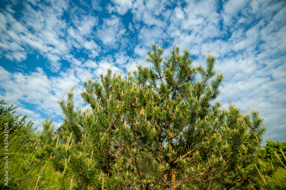 Green trees forest on sky background