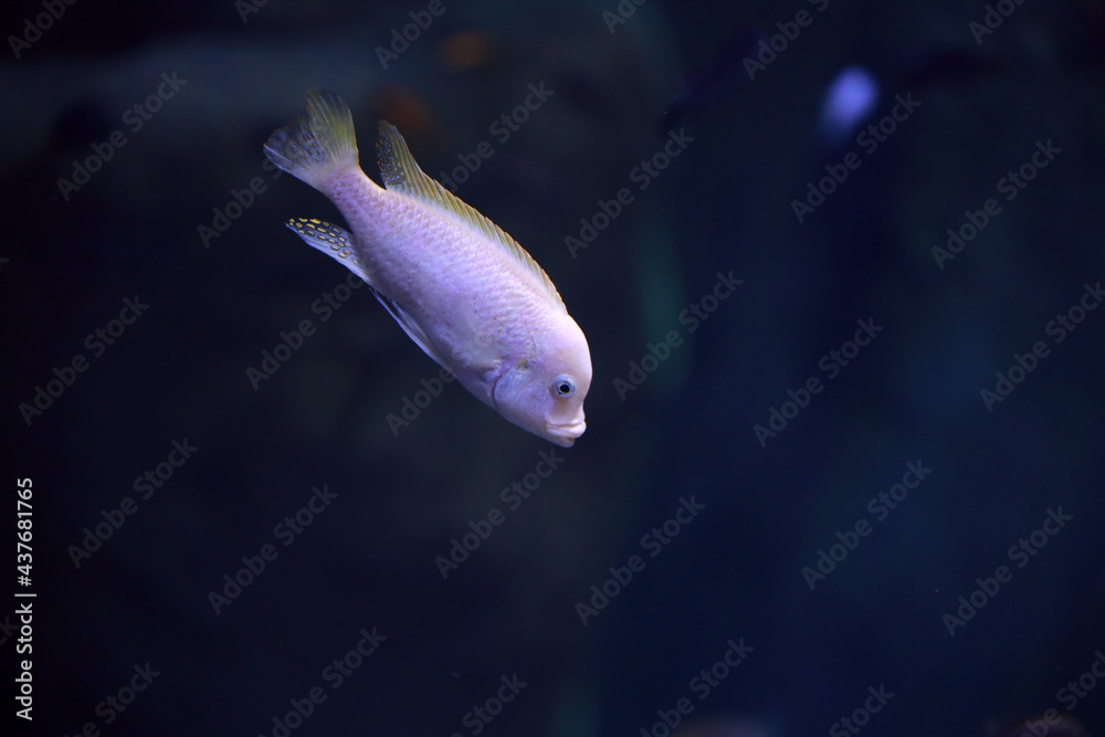 Obraz premium ryba w akwarium z kamieniem w tle