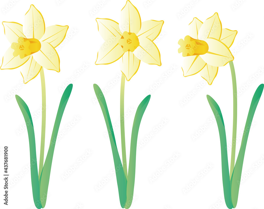水仙 スイセン ラッパスイセン 春 花 植物 黄色 イラスト素材セット Stock Vector Adobe Stock
