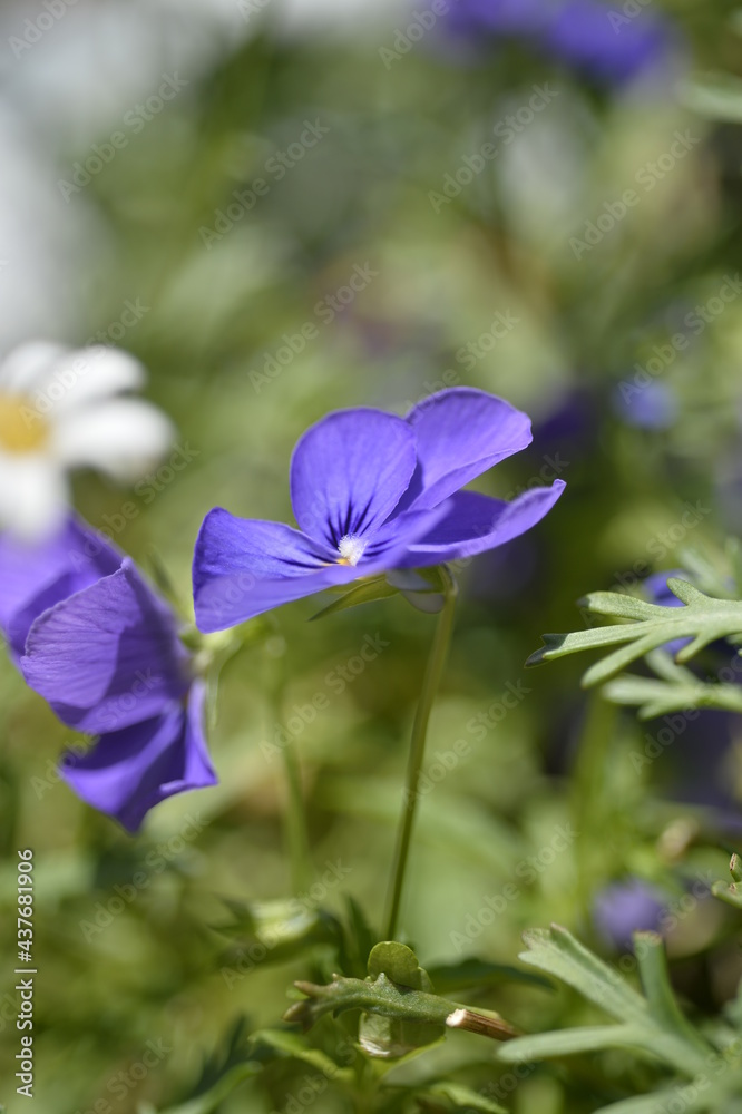 紫の小さな花 紫の小さな花