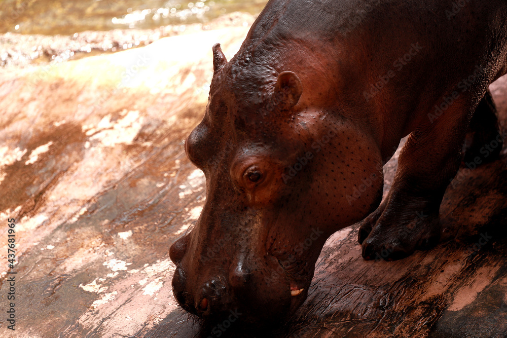 głowa hipopotama - obrazy, fototapety, plakaty 