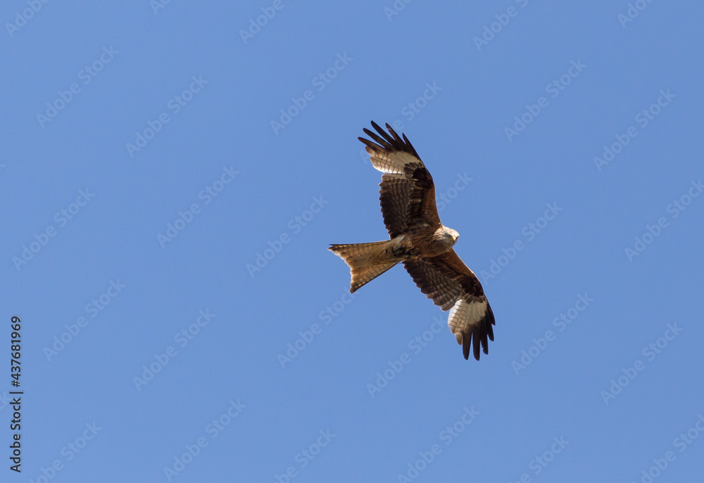 Fototapeta premium Red kite flying blue sky
