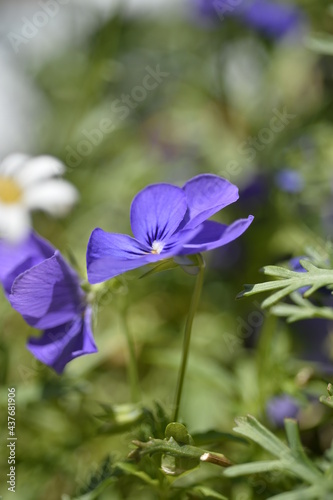 紫の小さな花