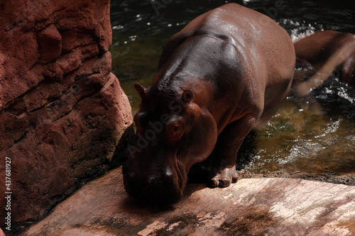 hipopotam wychodzący z wody
