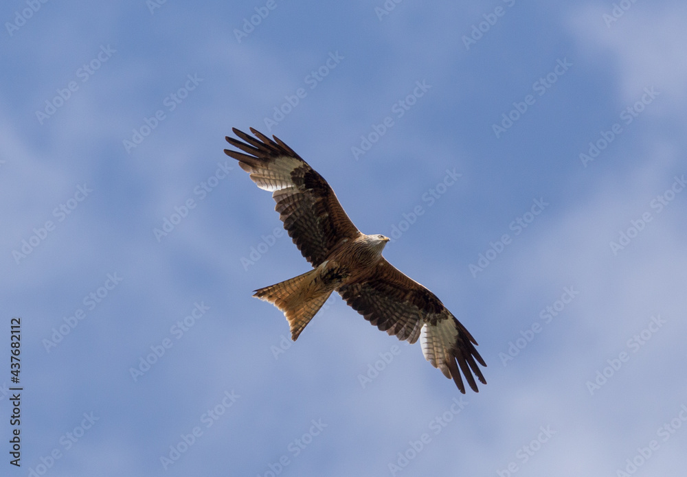 Bird of prey flying in sunshine sky Bird of prey flying in sunshine sky