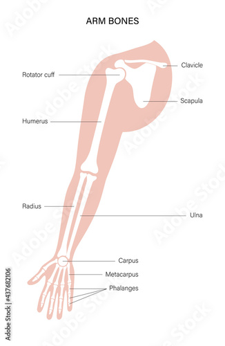 Arm bones poster