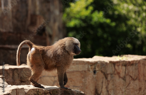 Małpa na kamieniach pawian © mateusz