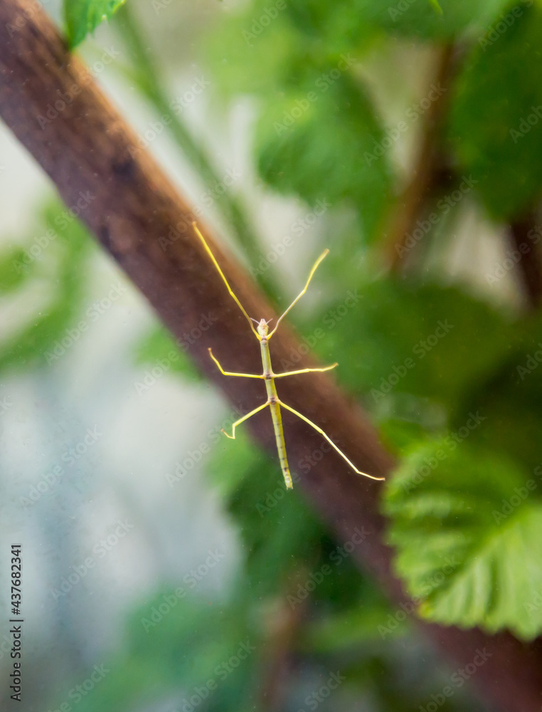 Fototapeta premium Stick insect pharmacy (Latin: Pharmacia stick insect) green color sitting on the glass on the background of leaves. Animal world fauna insects.