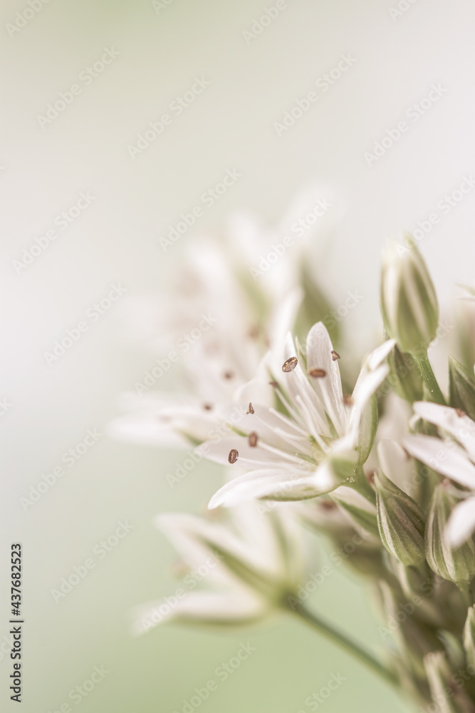 Fototapeta premium Blooming white flowers with stamen and pestle romantic bouquet on light bokeh background vertical postcard macro vintage effect