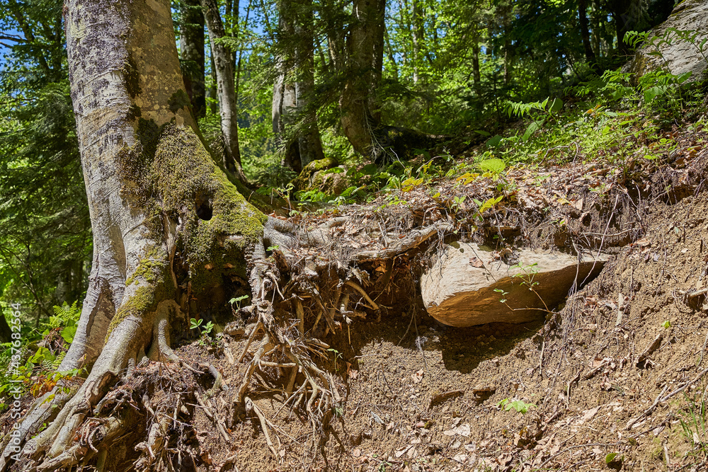 a large hollow in a huge tree in a green forest a large hollow in a huge tree in a green forest