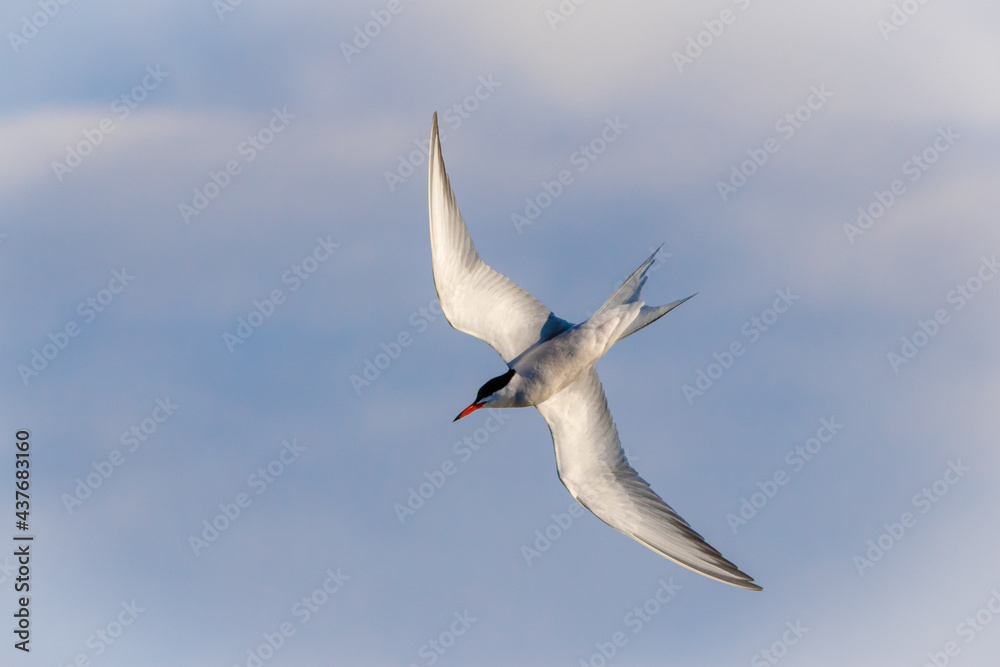 Common Tern