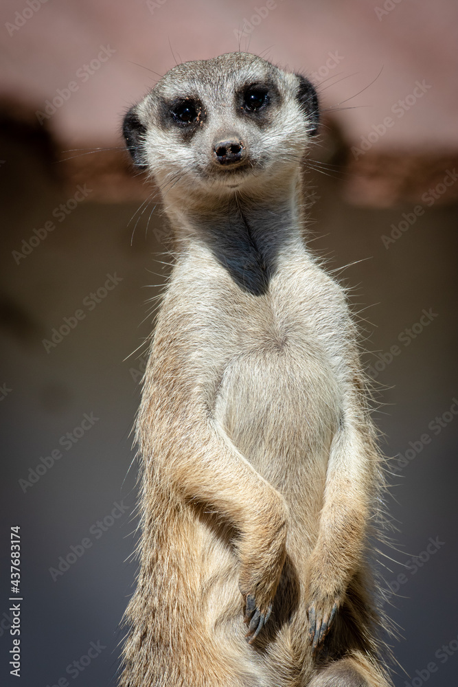Suricata