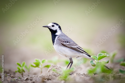 White wagtail