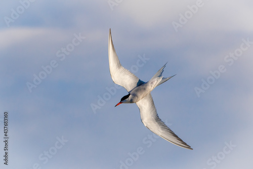 Obraz na płótnie Common Tern w salonie