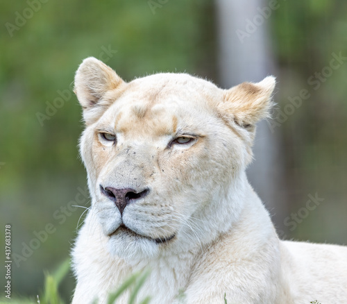 white female lion