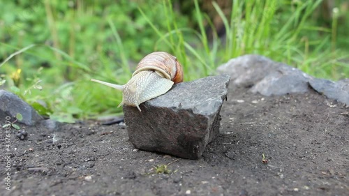 A snail goes down the stone. Close up view of a snail climbing down the stone