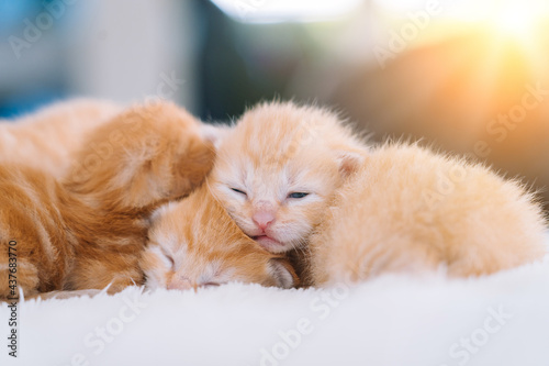 Newborn baby red cat sleeping on funny pose. Group of small cute ginger kitten. Domestic animal. Sleep and cozy nap time. Comfortable pets sleep at cozy home